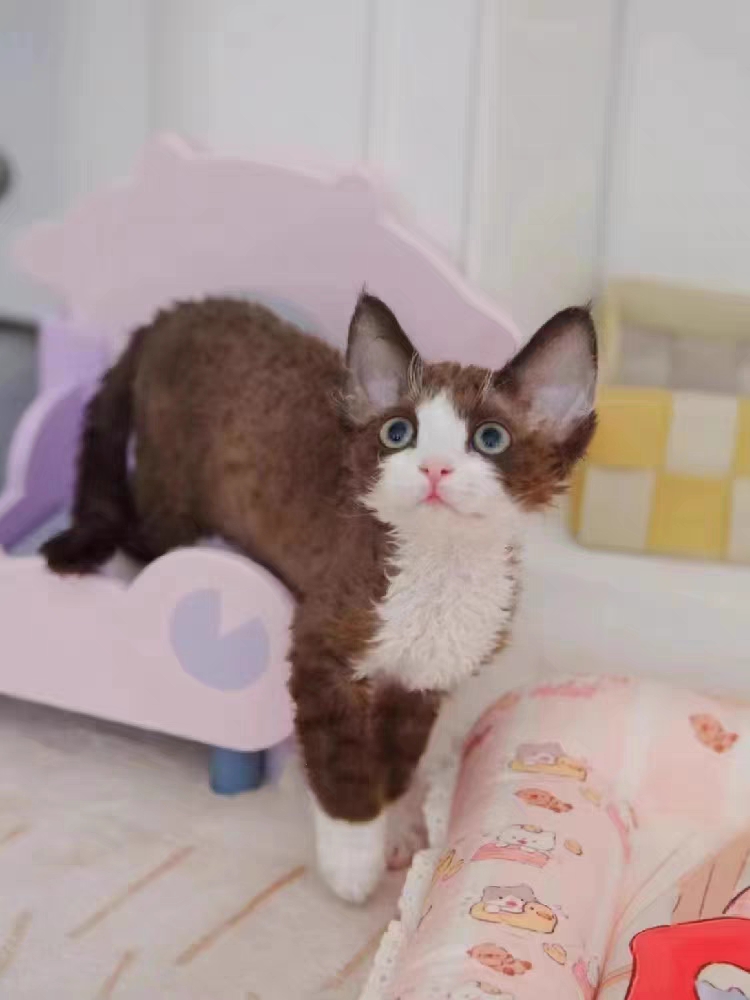 猫舍直销,批发价出售,德文卷毛猫
